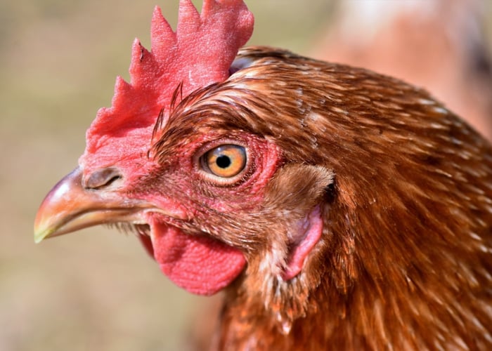 Facts About Chickens Vision