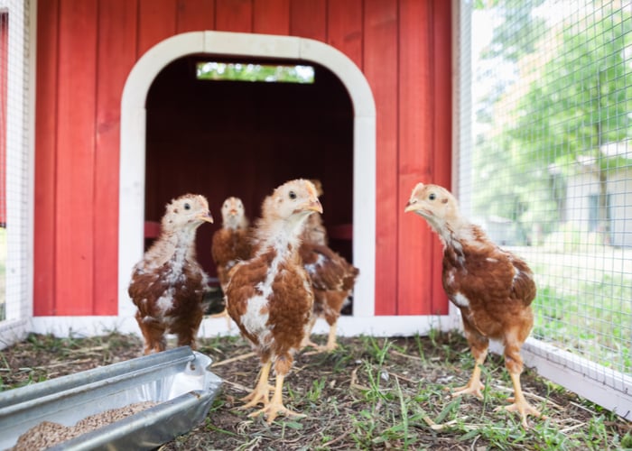 chicks inside a their coop