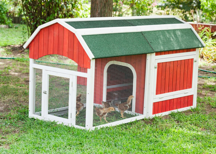  A coop with a run and chickens inside