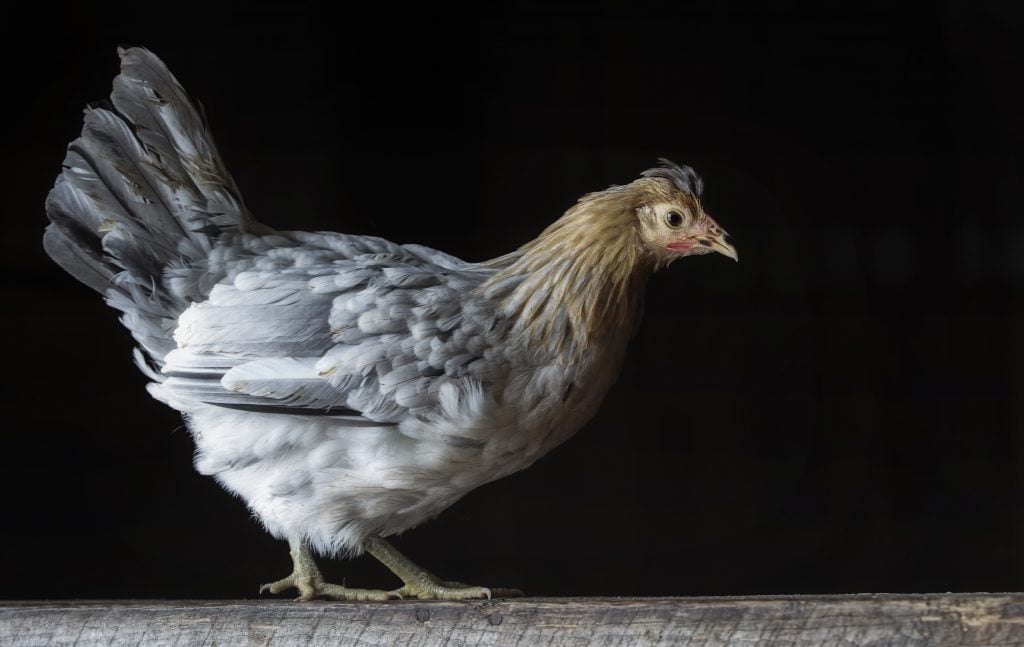 gray chicken on perch