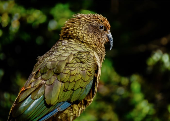 Kea- A bird smarter than apes