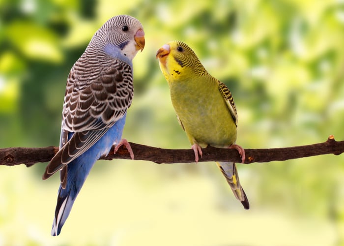 Parrot breeds clearance