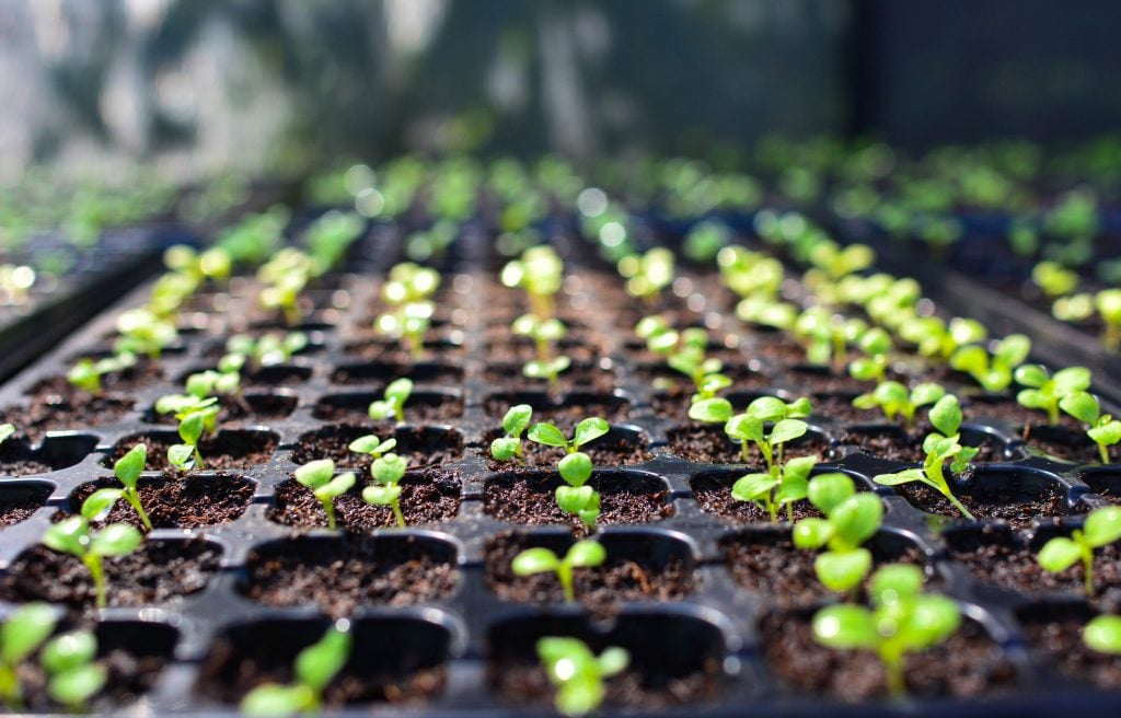 tray of seedlings