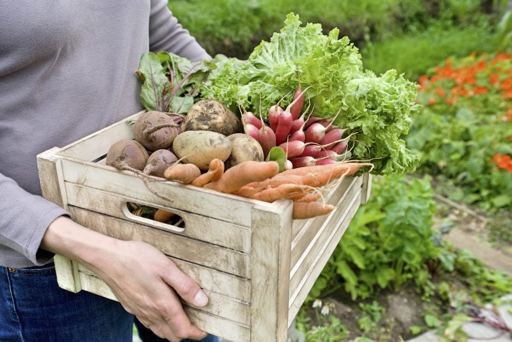 harvesting the garden