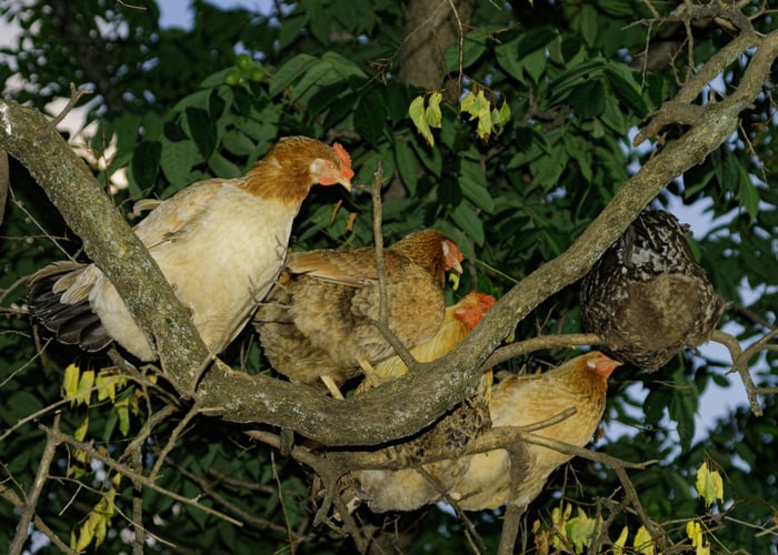 Can Chickens See In the Dark?