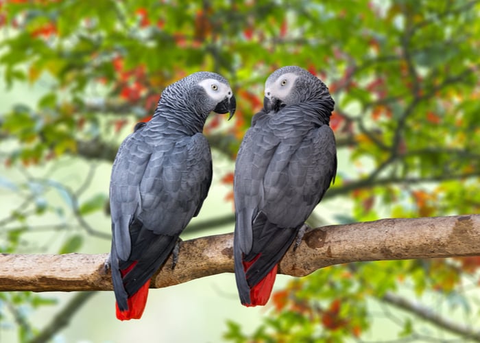 Top Parrot Species in terms of intelligence- Amazon Grey