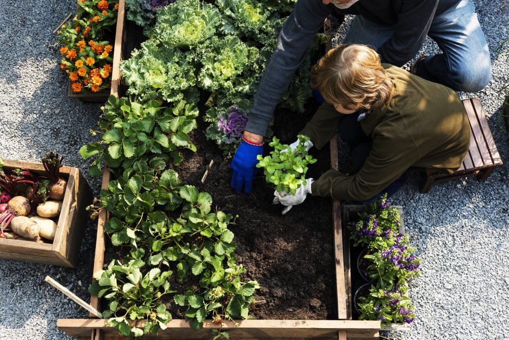 growing raised bed