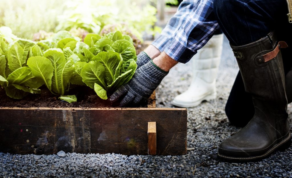 gardener working in raised bed