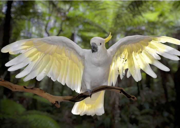 Sulphur-Crested Cockatoo - top parrot species in terms of size