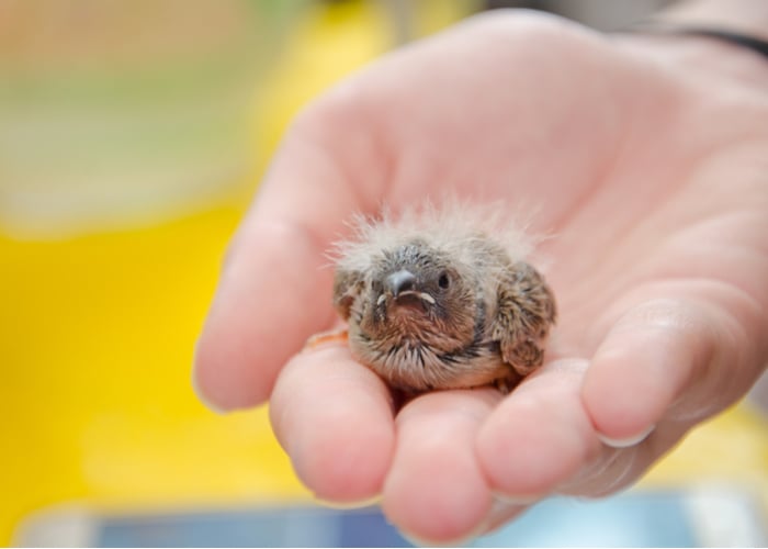 Facts About Finches and Their Relationship With Their Humans