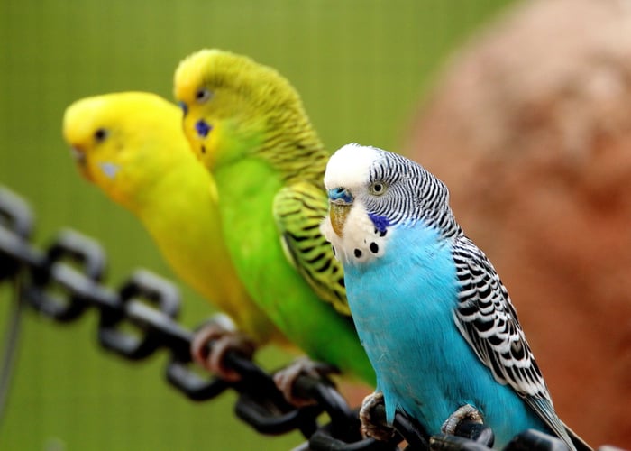 Top 4 Smartest Pet Birds - Budgerigars 