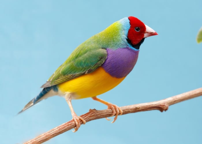 Gouldian az bakım gerektiren evcil hayvan kuşları Gouldian az bakım gerektiren evcil hayvan kuşları