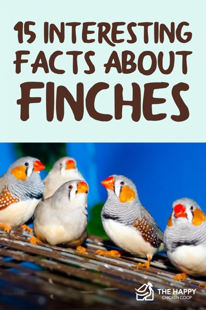 Facts About Finches