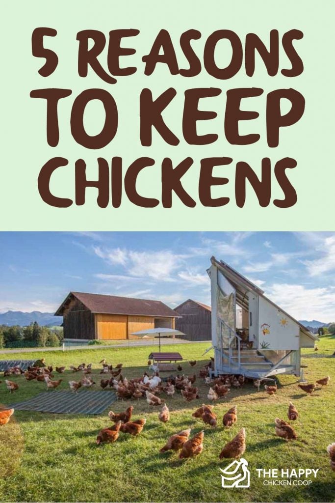 Reasons to Keep Chickens