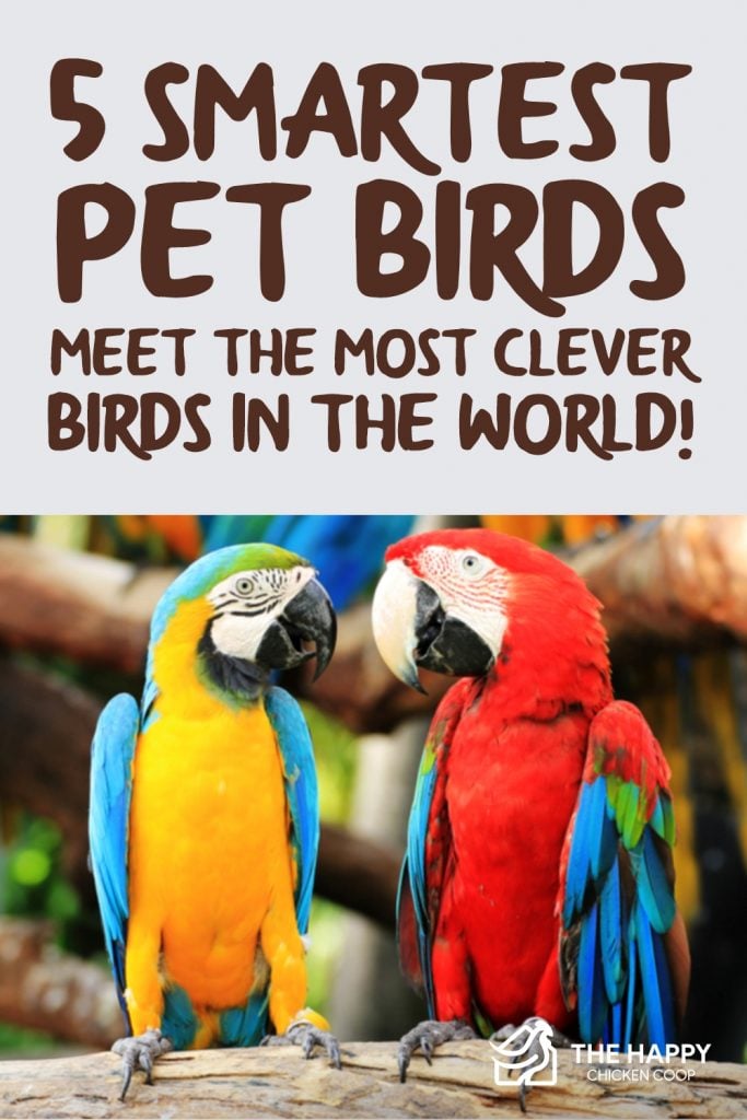 5 Smartest Pet Birds - Meet the Most Clever Birds in the World! 5 Smartest Pet Birds - Meet the Most Clever Birds in the World!