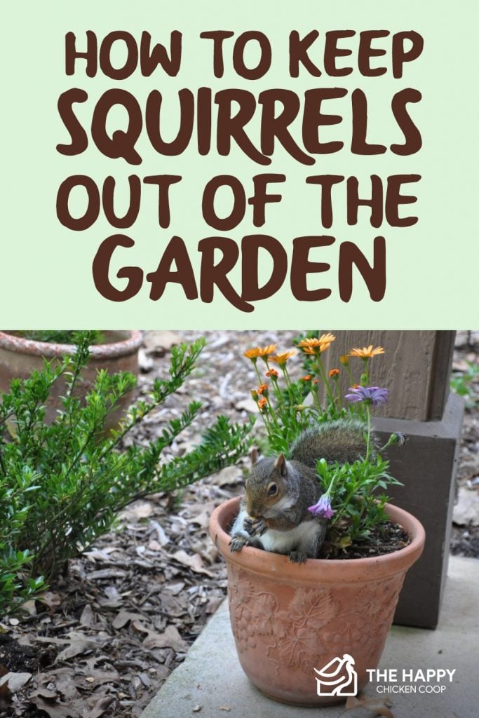  Squirrels Out of the Garden