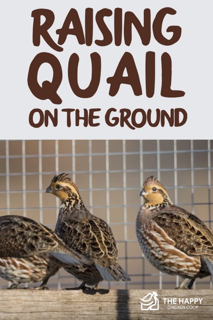 Raising Quail On The Ground
