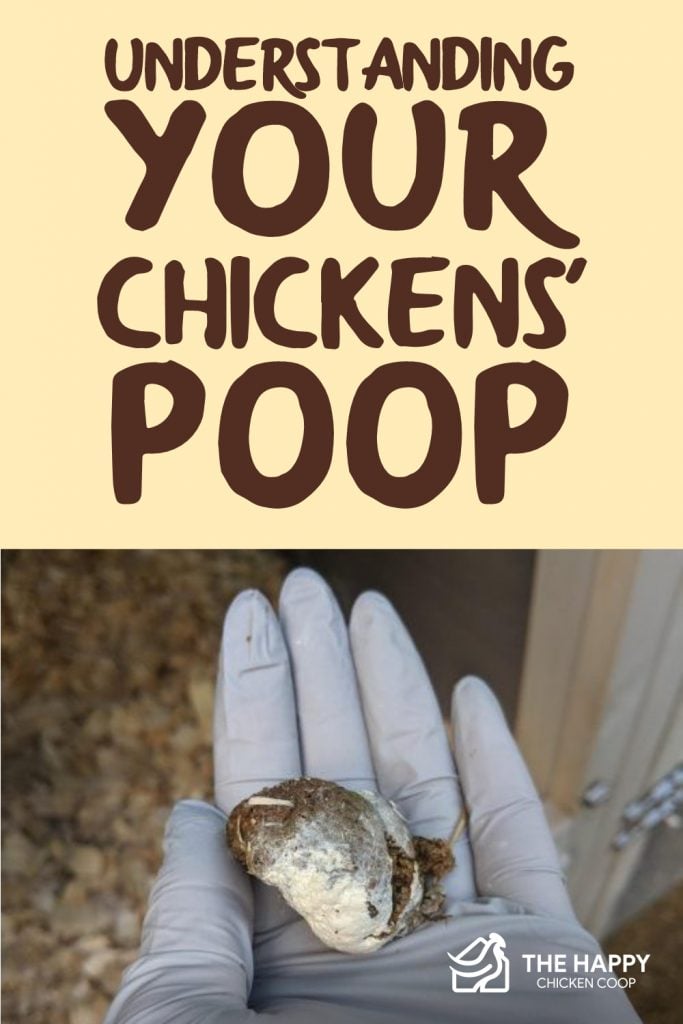 Understanding Your Chickens- PoopUnderstanding Your Chickens- Poop