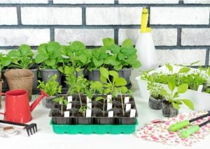 indoor gardening techniques
