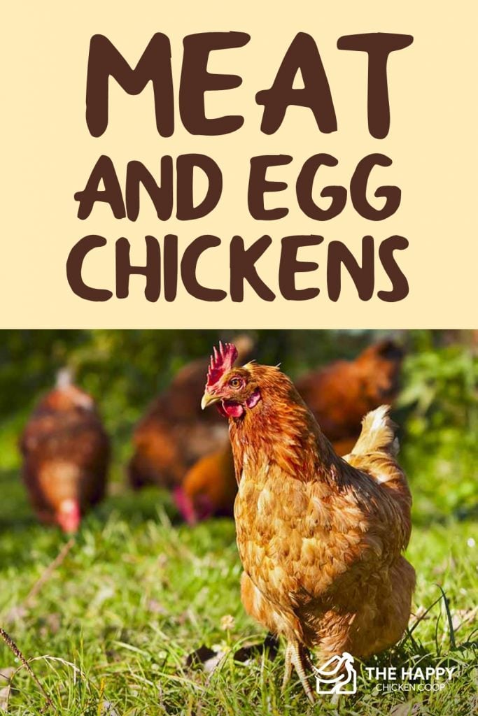meat-and-egg-chickens