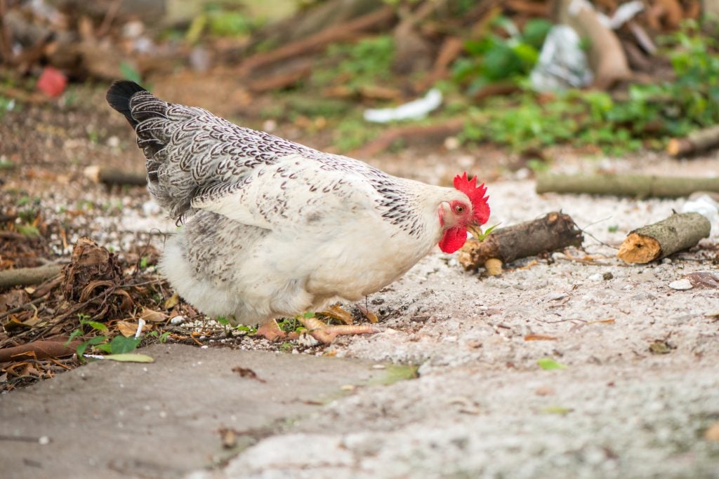 chickens for tick control