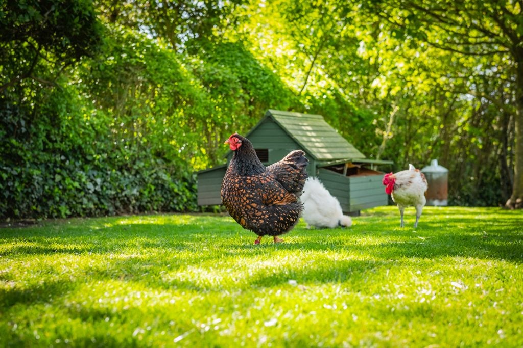 chickens for tick control