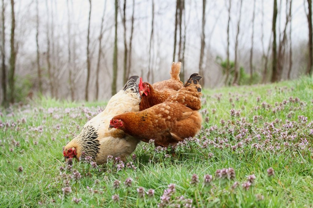 chickens for tick control