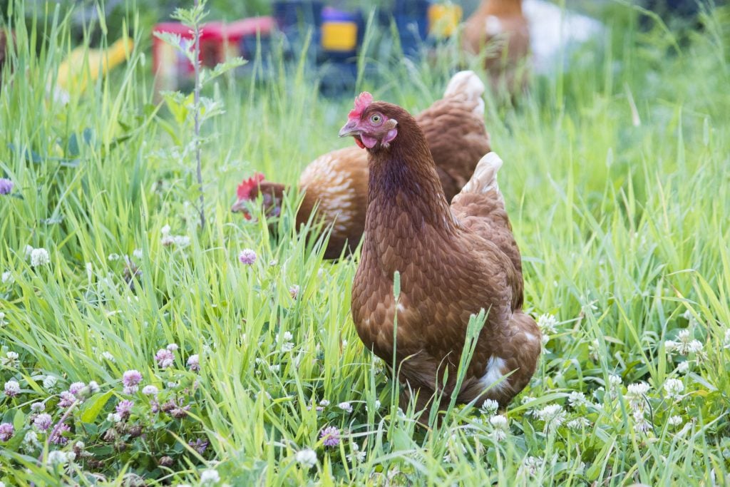 chickens for tick control