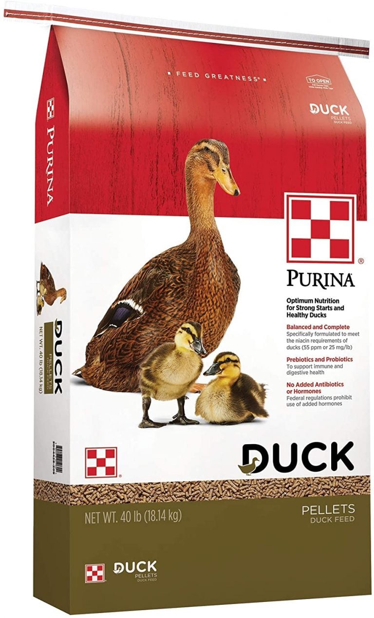 Best Feed For Ducks —Top Duck Feed Review and Buying Guide