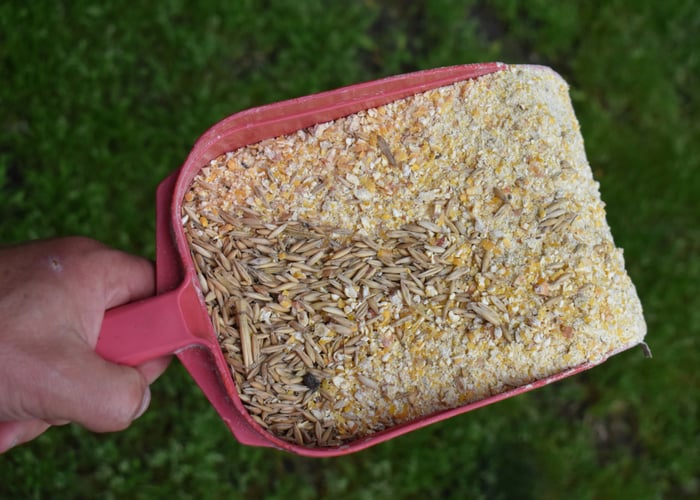 Best thing to feed to ducks: Tips on how to make it