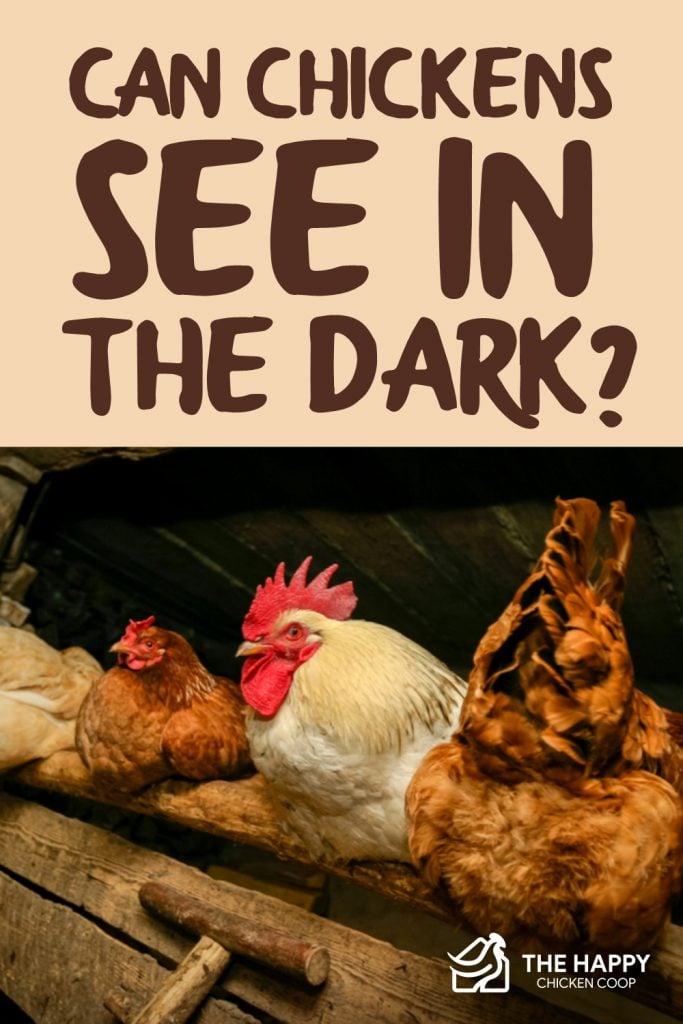 Chickens See in the Dark