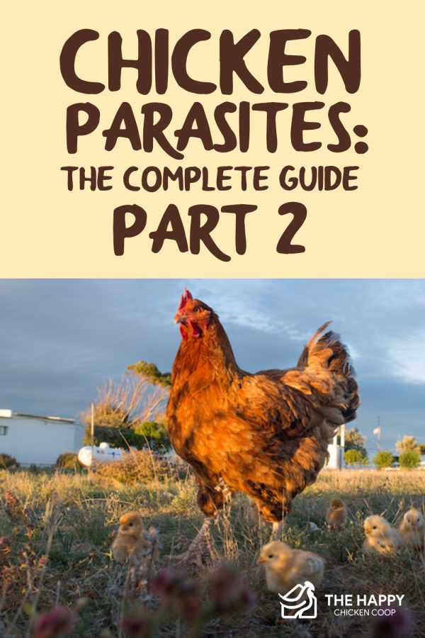 Chicken Parasites The Complete Guide Part 2