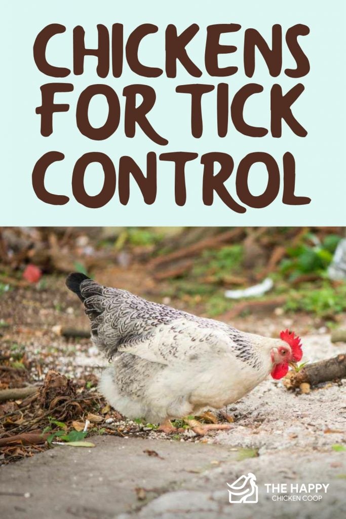 Chickens for Tick Control