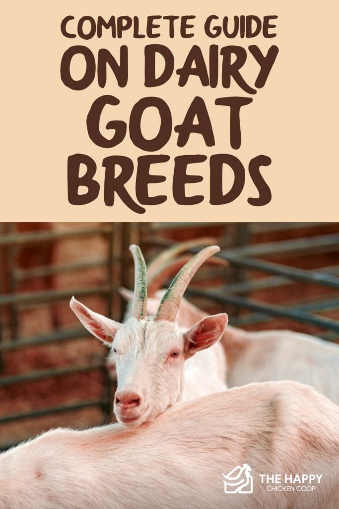  Dairy Goat Breeds