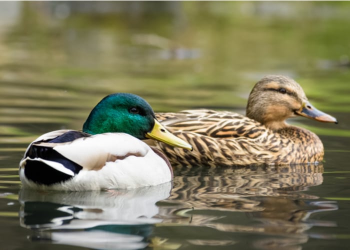 Ducks at the pond