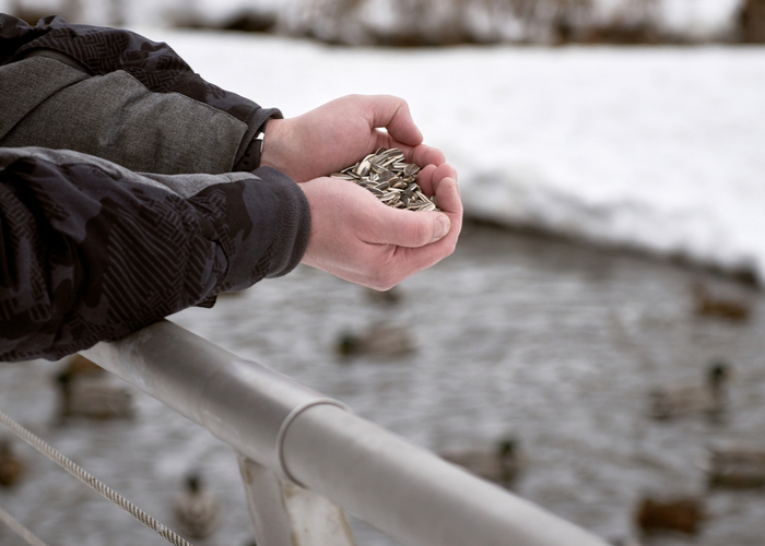 Feeding ducks with sunflower seeds