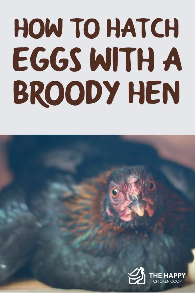 Hatch Eggs With A Broody HenHatch Eggs With A Broody Hen