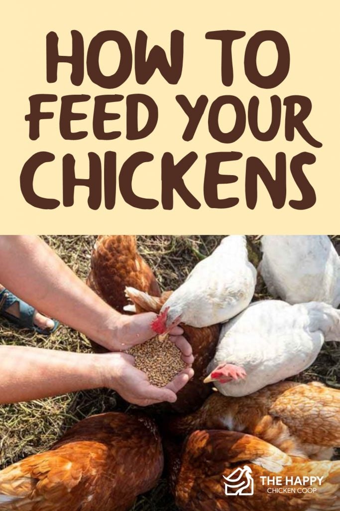 Feed Your Chickens