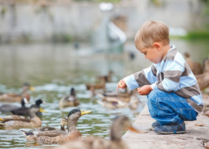 How to feed ducks: tips for kids and owners