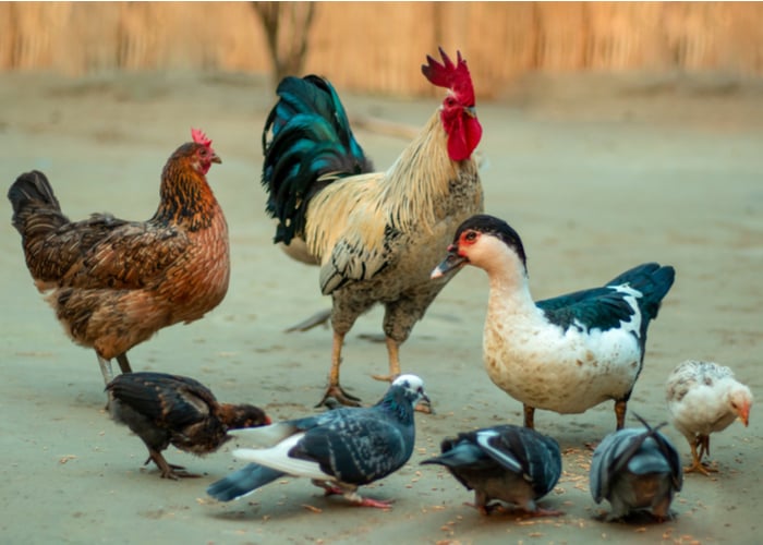 How to introduce a duck to chickens