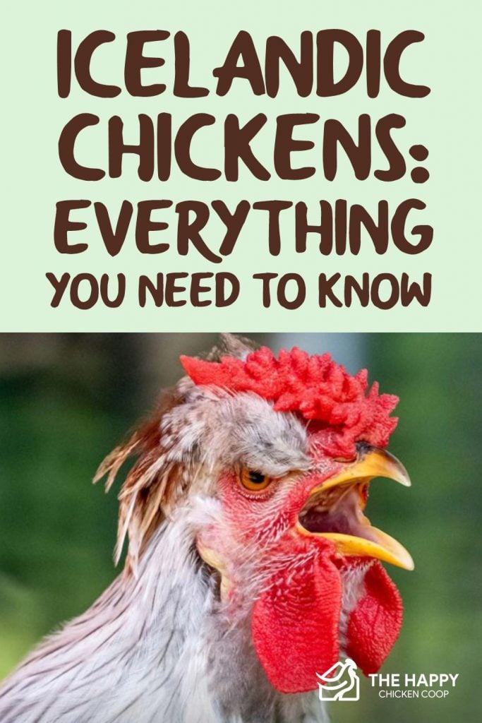 Icelandic Chickens