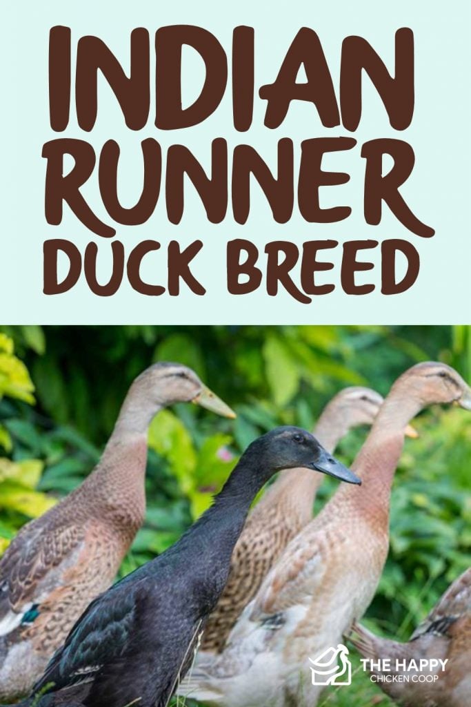 Indian Runner Ducks & Home-Made Duck House - Youtube