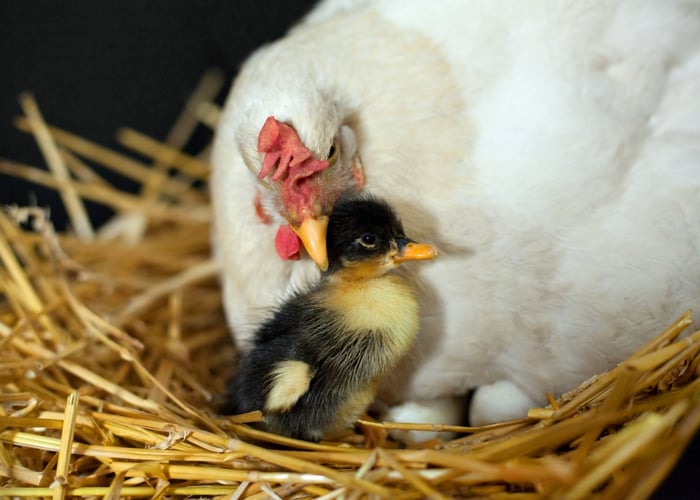 Introducing baby ducks to chickens