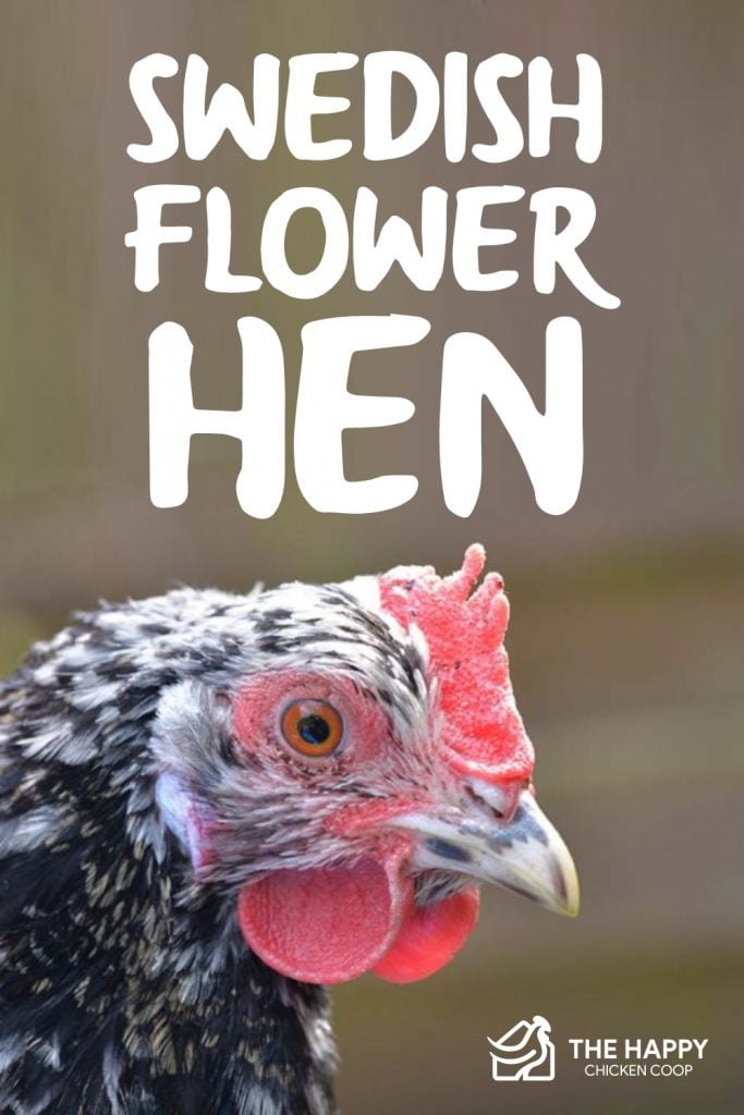 Swedish Flower Hen