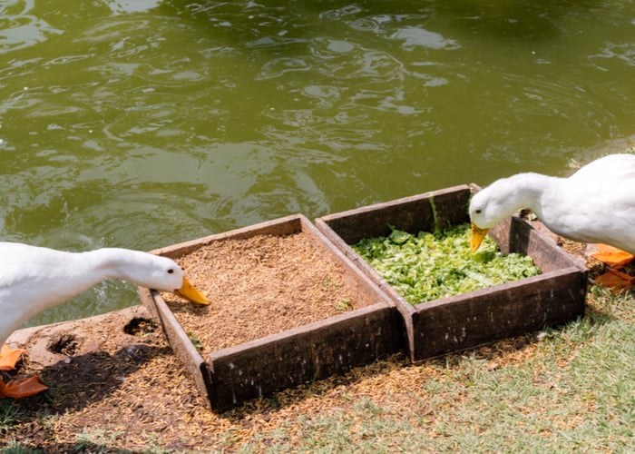 Waterfowls enjoying their duck food