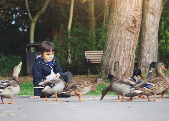 Boy feeding ducks : What can you feed ducks at the park