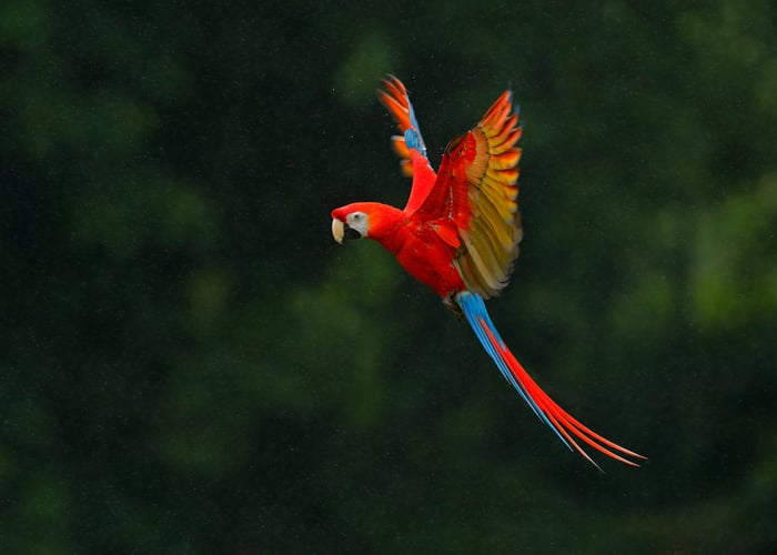 parrot species