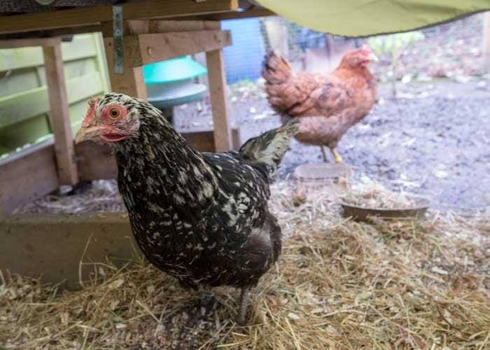 swedish flower hen