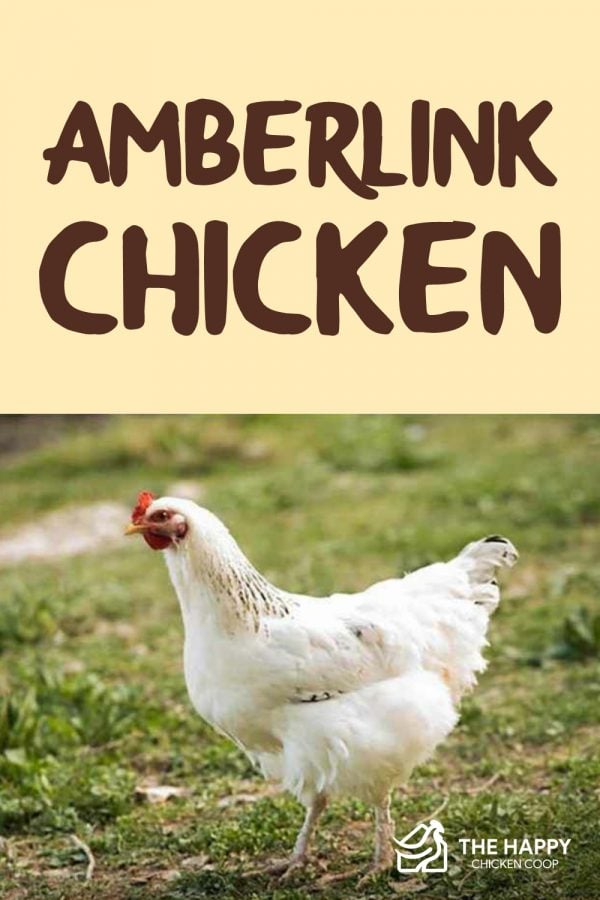 Amberlink Chicken Breed - Laying, Temperament, Characteristics