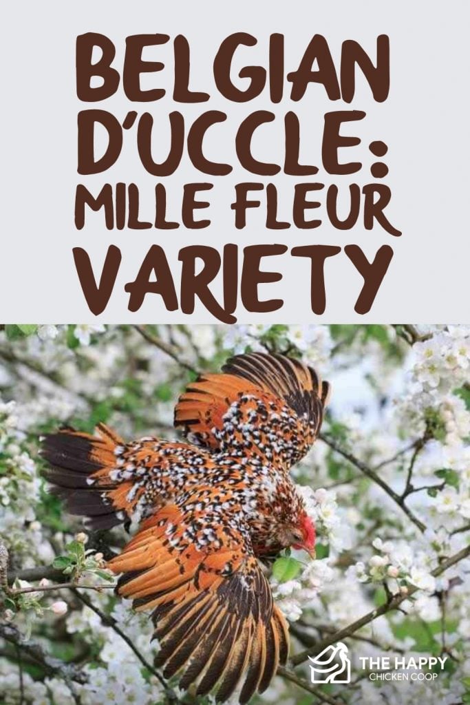 Belgian D-Uccle- Mille Fleur Variety